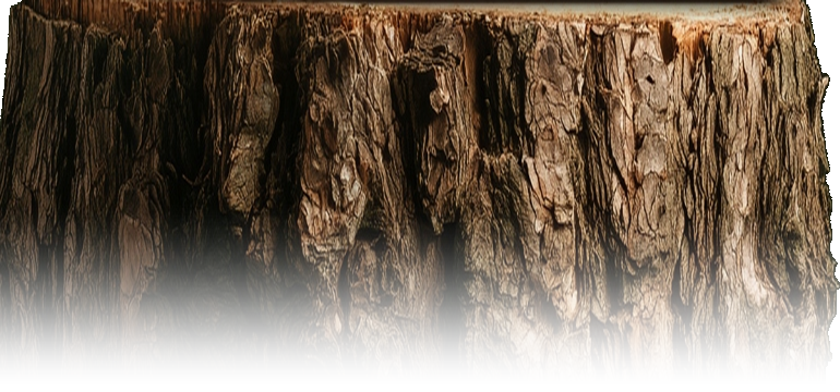 Natural weathered tree log stump
